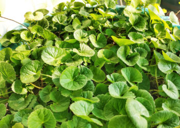 সেন্টেলা এশিয়াটিকা কিভাবে এন্টি এজিং এ সাহায্য করে