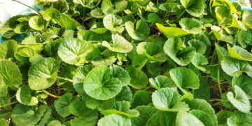 সেন্টেলা এশিয়াটিকা কিভাবে এন্টি এজিং এ সাহায্য করে